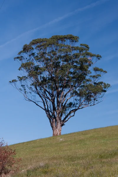 Дерево на лугу - Стоковое изображение — стоковое фото