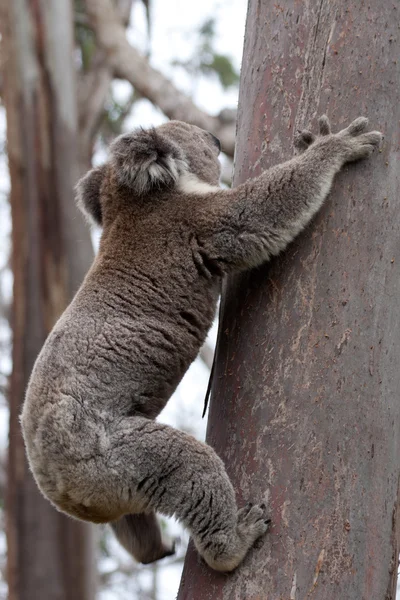 Ausztrál Koala medve felkapaszkodott egy fára - Stock kép — Stock Fotó