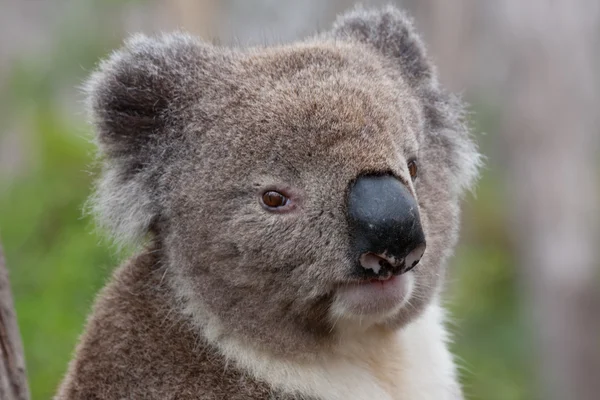 Австралийский медведь Коала - Stock Image — стоковое фото