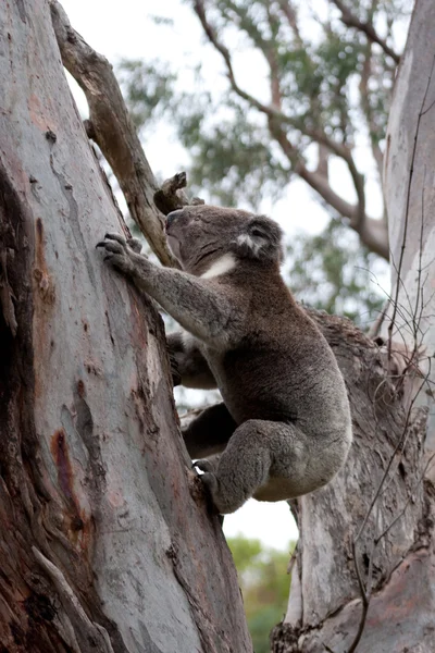 Oso australiano de Koala trepando a un árbol - Imagen de stock — Foto de Stock