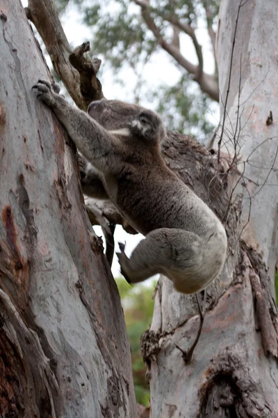 Ausztrál Koala medve felkapaszkodott egy fára - Stock kép — Stock Fotó