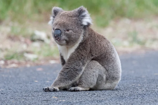 Ausztrál Koala medve - Stock kép — Stock Fotó