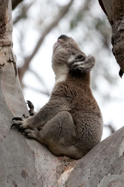 Ausztrál Koala medve - Stock kép — Stock Fotó