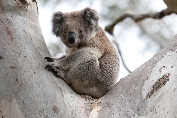 Oso australiano Koala - Imagen de stock — Foto de Stock