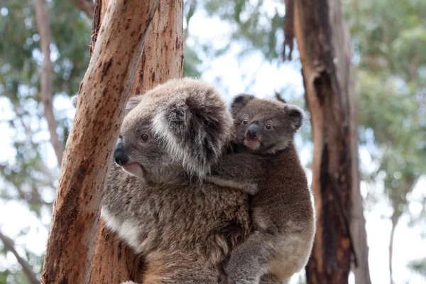 Oso australiano Koala - Imagen de stock — Foto de Stock