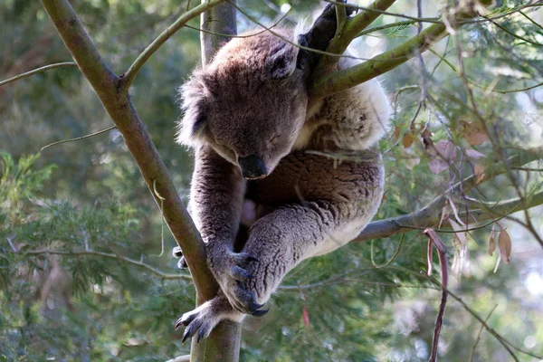 Ausztrál Koala medve - Stock kép — Stock Fotó