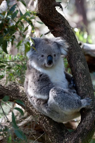 Oso australiano Koala - Imagen de stock — Foto de Stock