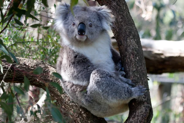 Australischer Koalabär - Archivbild — Stockfoto