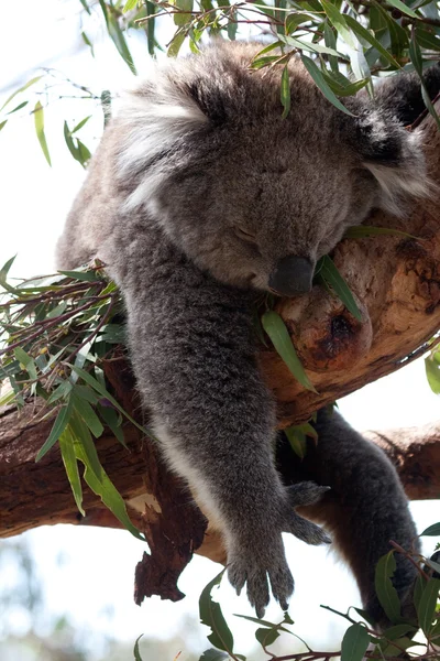 Ausztrál Koala medve - Stock kép — Stock Fotó
