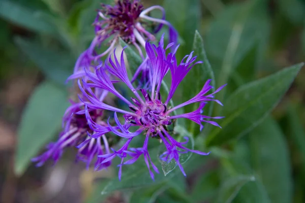 Flor púrpura - Stock de imagen —  Fotos de Stock