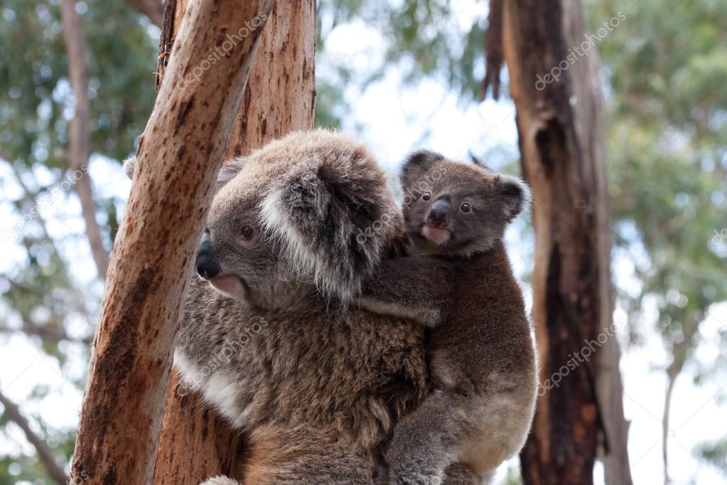Australian Koala Bear  -  Stock Image