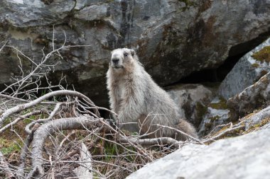 Bir taş - stok görüntü üzerinde bir sıçan