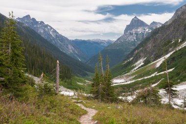 Orman, Balu Pass - stok görüntü izleme