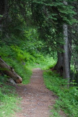 Ormanda - stok görüntü izleme