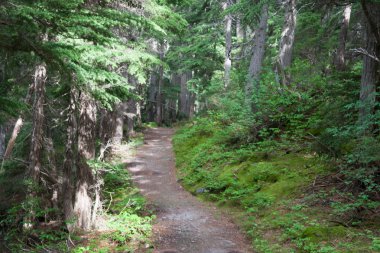 Ormanda - stok görüntü izleme