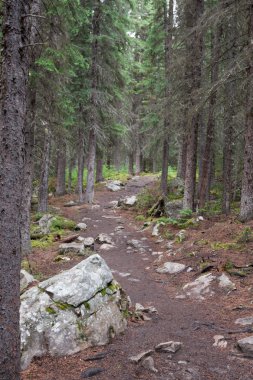 Ormanda - stok görüntü izleme