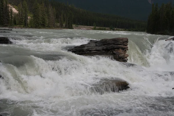 Athabasca Falls - pień obrazu — Zdjęcie stockowe