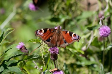 Yaprağın üzerinde kelebek