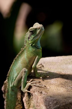kertenkele üzerine bir stone