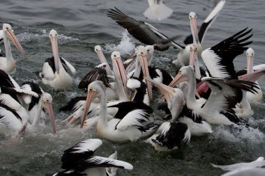 Vahşi Pelican besleme - stok görüntü