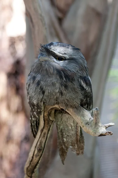 Frogmouth birds on a branch — Stock Photo, Image