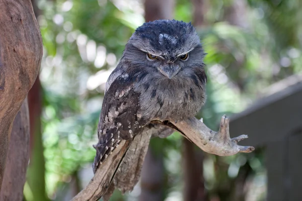 Frogmouth — Stock Photo, Image