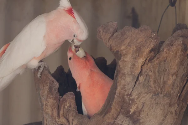 Kakadu ζευγάρι - απόθεμα εικόνας — Φωτογραφία Αρχείου
