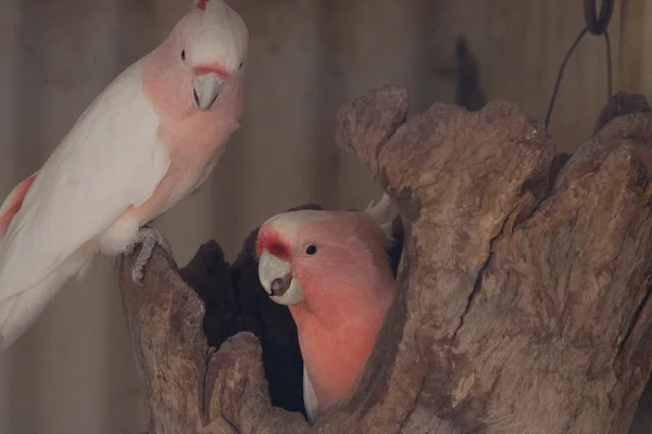 Pareja de Kakadu - Imagen de stock — Foto de Stock