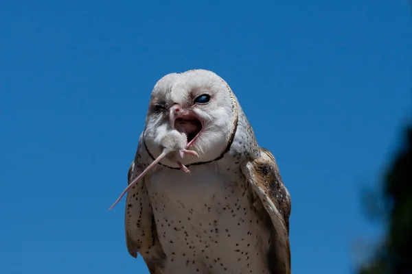 Snow owl eating a mouse — Stock Photo, Image