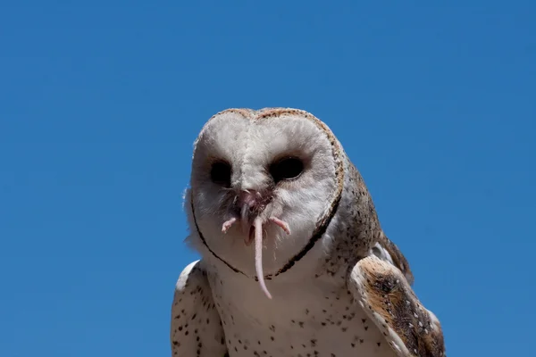 Snow owl eating a mouse — Stock Photo, Image