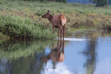 Geyik çocuk göle - stok görüntü