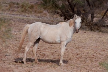 Taşra beyaz vahşi at