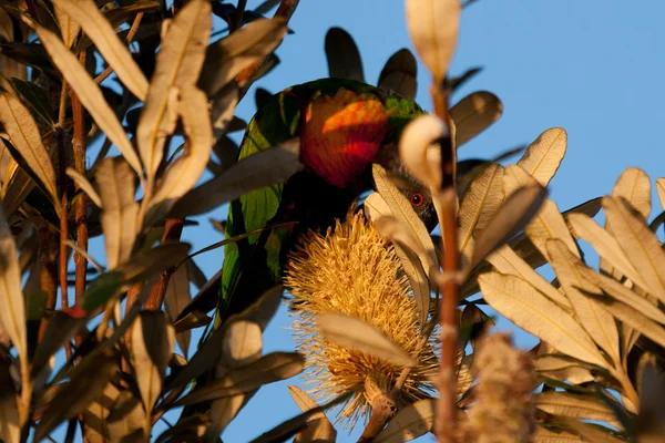 Rainbow Lorikeet sitting on a branch — Stock Photo, Image