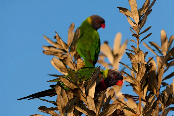 Lori arco iris sentado en una rama — Foto de Stock