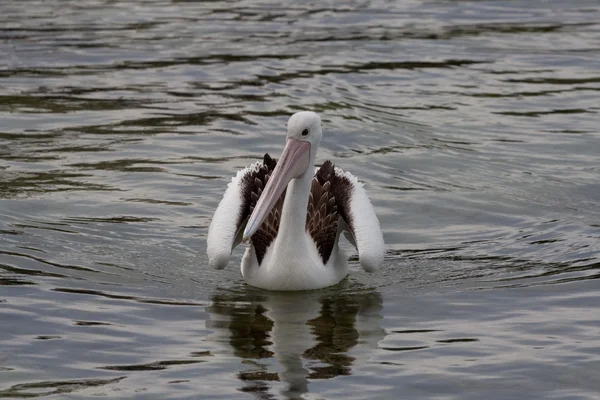 Pelikane im Wasser — Stockfoto