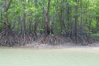 Mangrov - stok görüntü