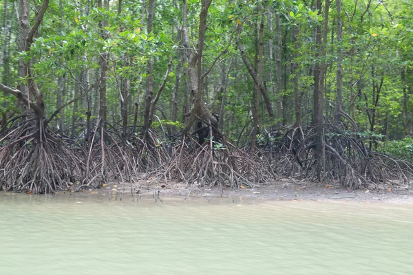 Mangrove - Stock bild — Stockfoto