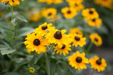 Rudbeckia hirta, siyah eyed-susan - stok görüntü