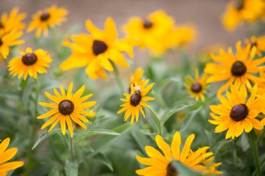 Rudbeckia hirta, siyah eyed-susan - stok görüntü