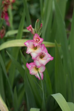 pembe Glayöl çiçek yeşil artalanları - stok görüntü üzerinde