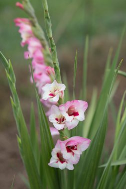 pembe Glayöl çiçek yeşil artalanları - stok görüntü üzerinde
