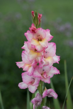 pembe Glayöl çiçek yeşil artalanları - stok görüntü üzerinde