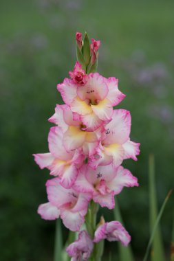 pembe Glayöl çiçek yeşil artalanları - stok görüntü üzerinde