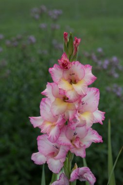 pembe Glayöl çiçek yeşil artalanları - stok görüntü üzerinde