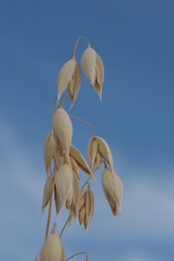 yulaf işareti