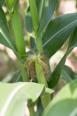 Mısır bitkisinin işareti