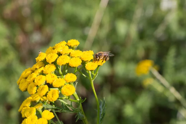 Бджола на пижмовій рослині Ліцензійні Стокові Фото