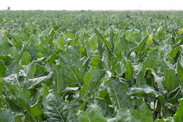 Sugar beet — Stock Image Sugar beet Stock Photo