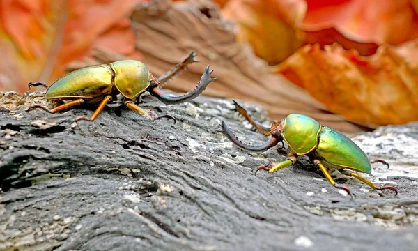 Beetles Insect Lamprima Adolphinae Sawtooth Beetle Species Stag Beetle Lucanidae — 图库照片