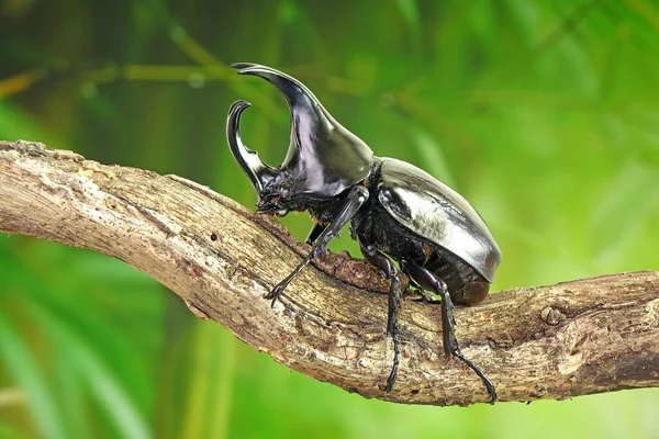 Beetles Siamese Rhinoceros Beetle Xylotrupes Gideon Fighting Beetle One Strongest — Foto de Stock